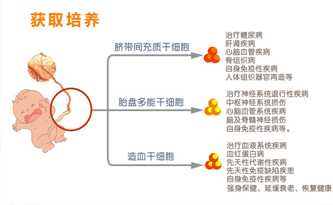 干细胞如何获得培养？